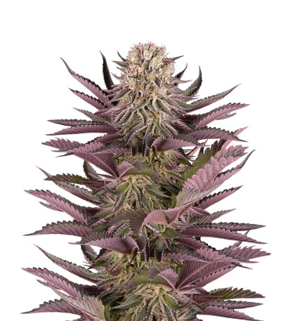 Mimosa X Orange Punch fem (Barney's Farm) семена конопли