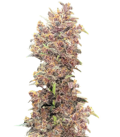 Purple Lemonade FF fem (FastBuds) семена конопли