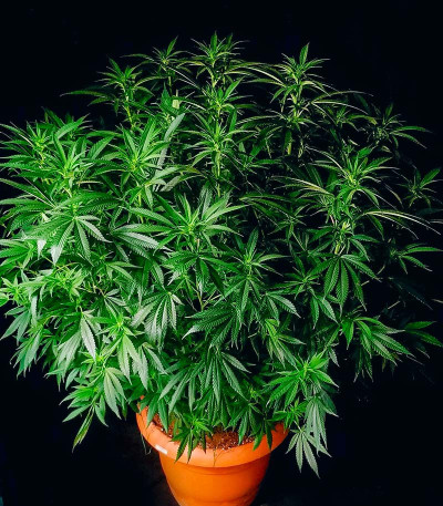 00 Kush fast fem (00 Seeds) семена конопли