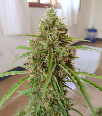 Auto Lennon fem (Pyramid Seeds) семена конопли