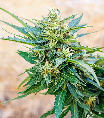 Auto CBG-Force fem (Dutch Passion) семена конопли