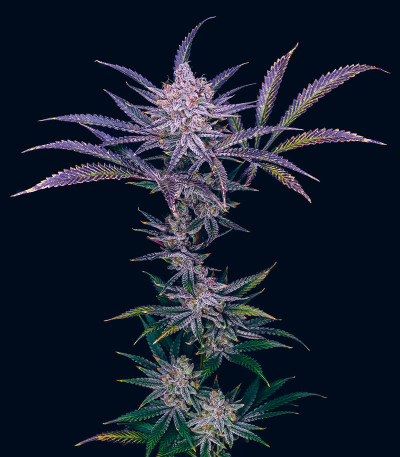 Blueberry Muffin fem (Humboldt Seed Company) семена конопли