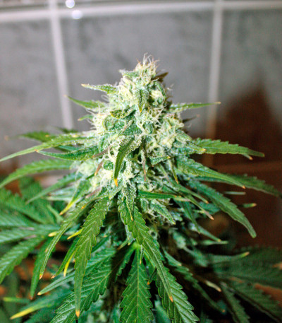 Baby Boom Auto fem семена конопли