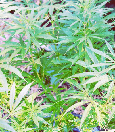 Cheese fem (Vision Seeds) семена конопли