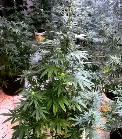 Critical Chronic fem (Sumo Seeds) семена конопли