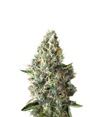 Dinamex fem семена конопли