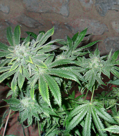 Fast Flowering OGKZ fem семена конопли