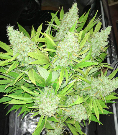Godzilla Original Glue GG#4 fem (Herbies Seeds) семена конопли