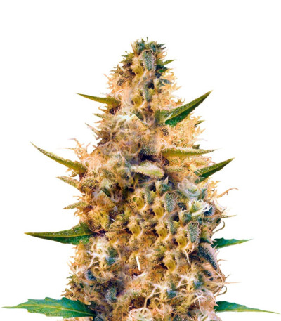 Jack Mist Tree fem (KFC Seeds) семена конопли