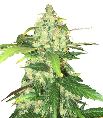 Kalashnikov Original fem (Kalashnikov Seeds) семена конопли