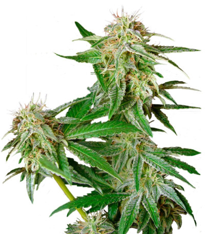 Ladyburn 1974 fem семена конопли