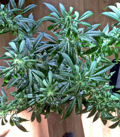 Lemon Kush fem (Female Seeds) семена конопли