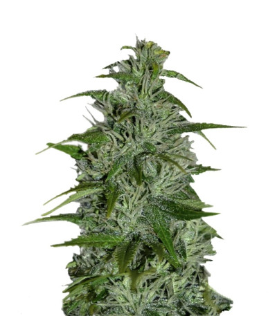 Master kush reg (Dutch Passion) семена конопли