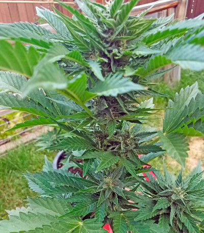 Original Amnesia Autoflowering fem (Dinafem Seeds) семена конопли