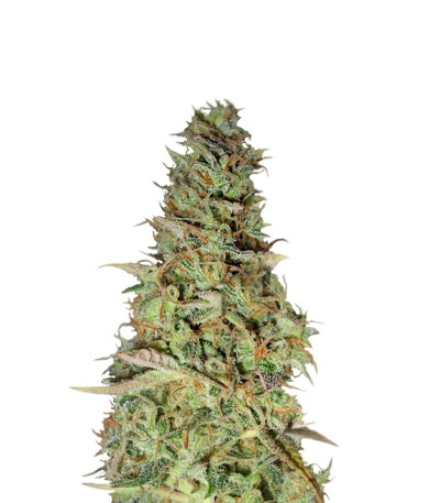 Power Plant fem (Dutch Passion) семена конопли