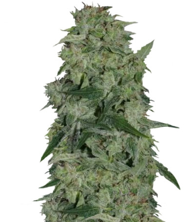 Osiris fem (Pyramid Seeds) семена конопли