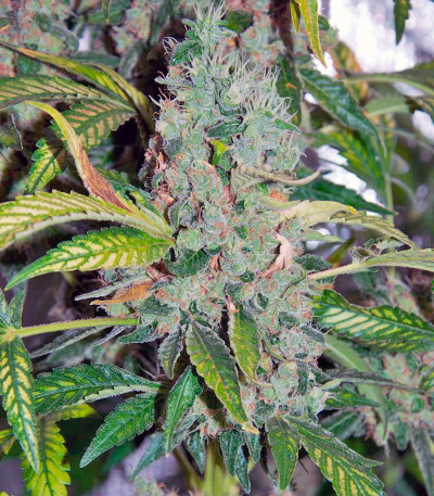 Sage 'n' Sour fem семена конопли