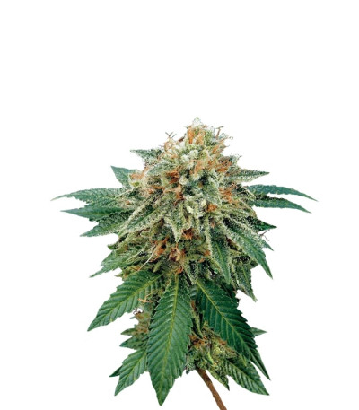 Shark Attack fem (Dinafem Seeds) семена конопли