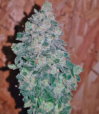 Sweet Trainwreck Auto fem (Sweet Seeds) семена конопли