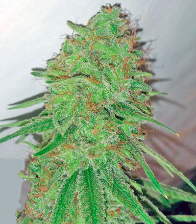 Tangerine Dream fem (Barney's Farm) семена конопли