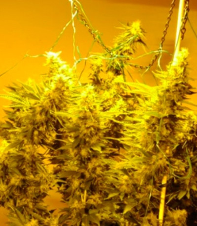 White Berry fem (VIP Seeds) семена конопли