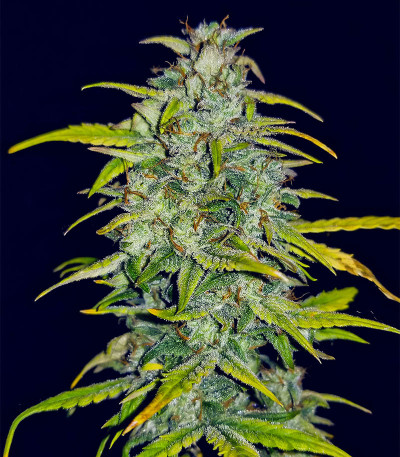 Banana Purple Punch Auto fem (FastBuds) семена конопли