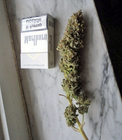 Big Foot fem (Sweet Seeds) семена конопли
