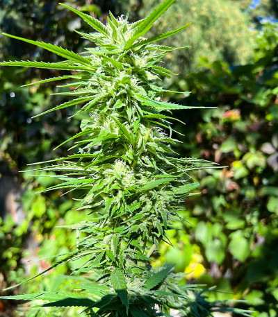 Crystal WW Autoflower fem (Easy Grow Seeds) семена конопли