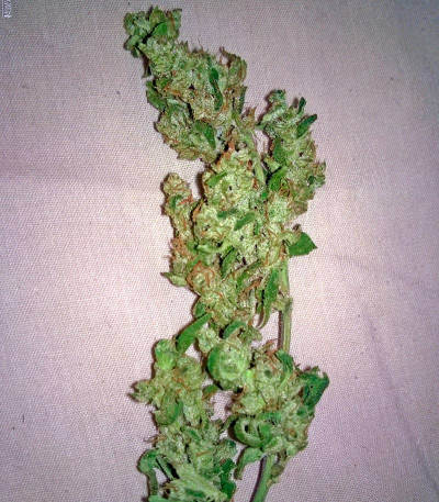 Deep Cheese fem (Dinafem Seeds) семена конопли