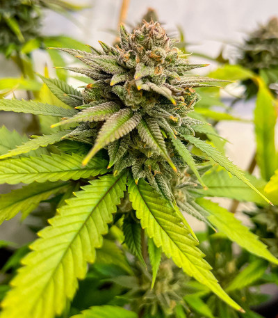 Fullgas fem (Green House Seeds) семена конопли