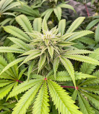 Ice Cream Cake Fast Flowering fem (Humboldt Seed Organization) семена конопли