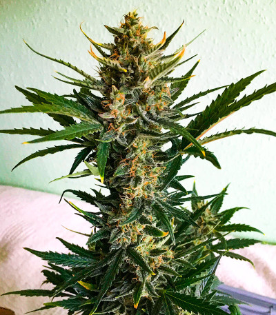 Семена конопли сорта AK-47