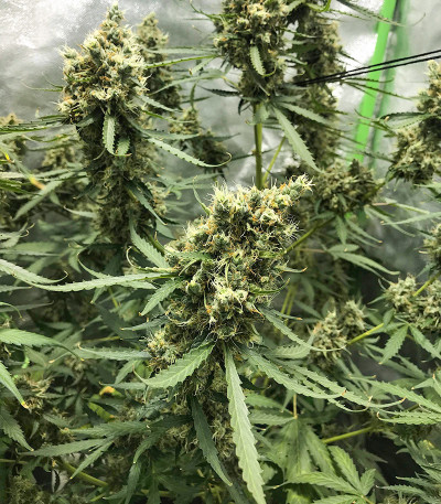 Ak Skunk Auto fem (Kalashnikov Seeds) семена конопли