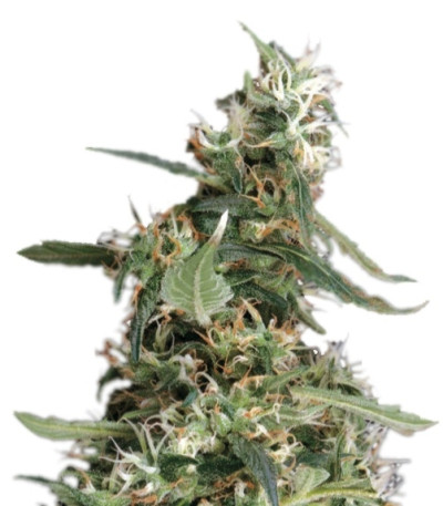 Купить семена марихуаны Arjan's Ultra Haze #1 шишки