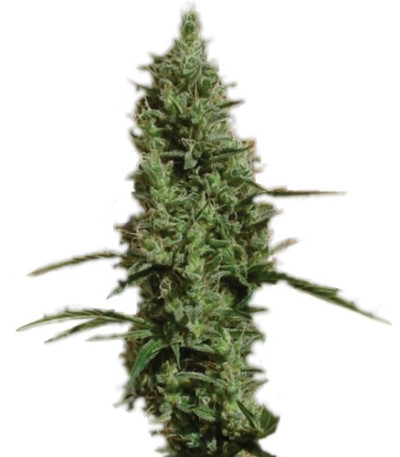 Atomical Haze fem (Paradise Seeds) семена конопли