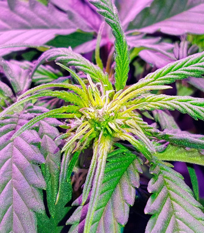 Auto Sweet Soma fem (00 Seeds) семена конопли
