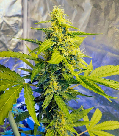 Automaria II fem (Paradise Seeds) семена конопли
