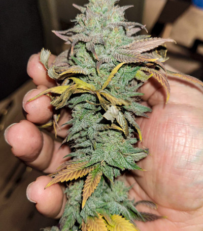 Banana Purp fem (Medical Seeds) семена конопли