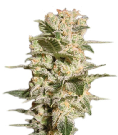 Belladonna fem (Paradise Seeds) семена конопли