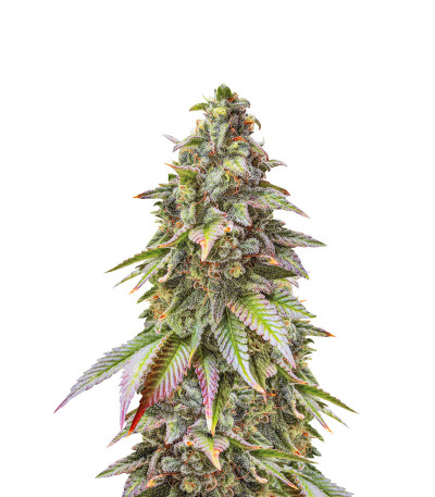 Blueberry fem (Dutch Passion) семена конопли