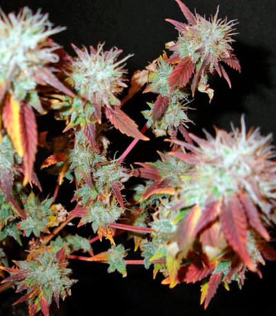 Bubba Kush 2.0 fem семена конопли