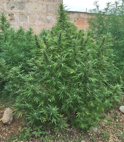 Buddha Kraken fem (Buddha Seeds) семена конопли