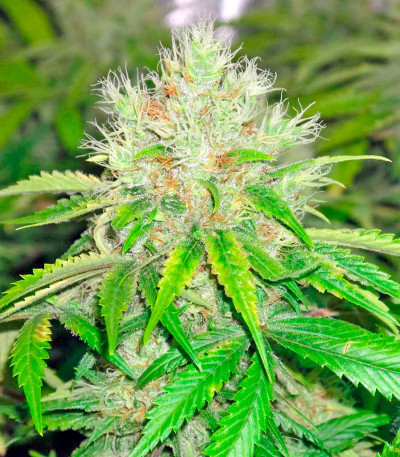 Семена каннабиса California Hash Plant