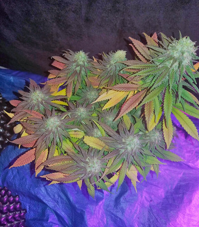 Chocolope reg (DNA Genetics) семена конопли