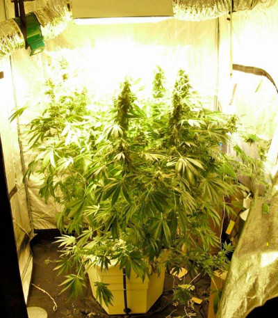 Chronic Haze fem (World of Seeds) семена конопли