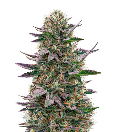 Cookies USA fem (Pyramid Seeds) семена конопли