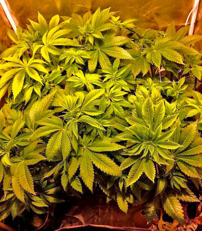 Desert Diesel fem семена конопли