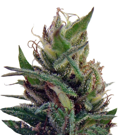 Dr. Grinspoon fem семена конопли