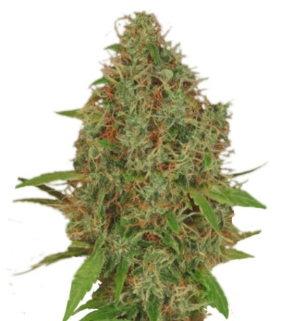 Dutch Haze fem семена конопли