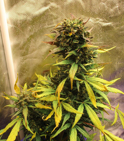 Fastberry auto fem семена конопли